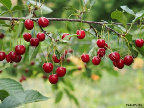 Bild på Cherry on a branch in the garden